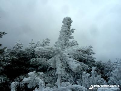 Acebos Montes Carpetanos; viajes de montaña; excursiones montaña madrid